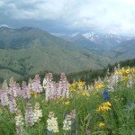 Oregon Flowers