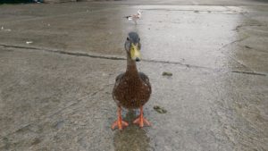 wet duck